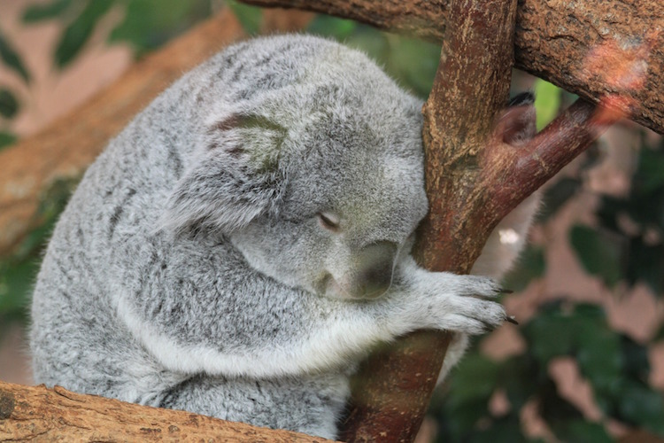 Koala Sleeping in Tree